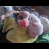 Alapaha Blue Blood Bulldog