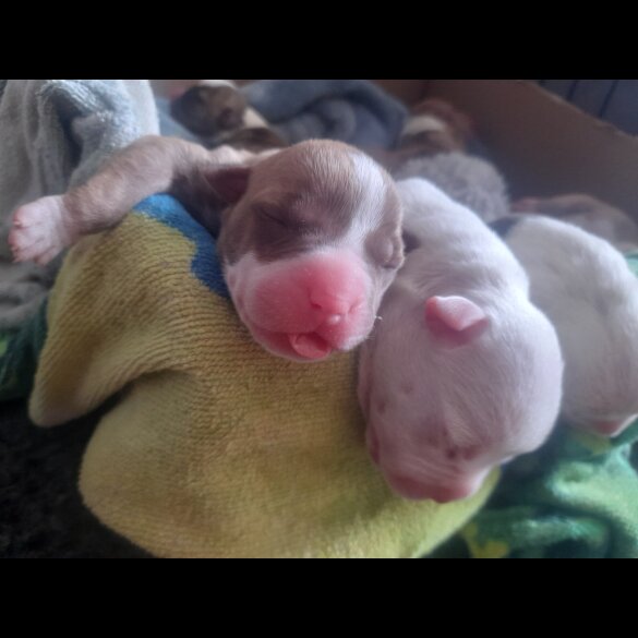 Alapaha Blue Blood Bulldog