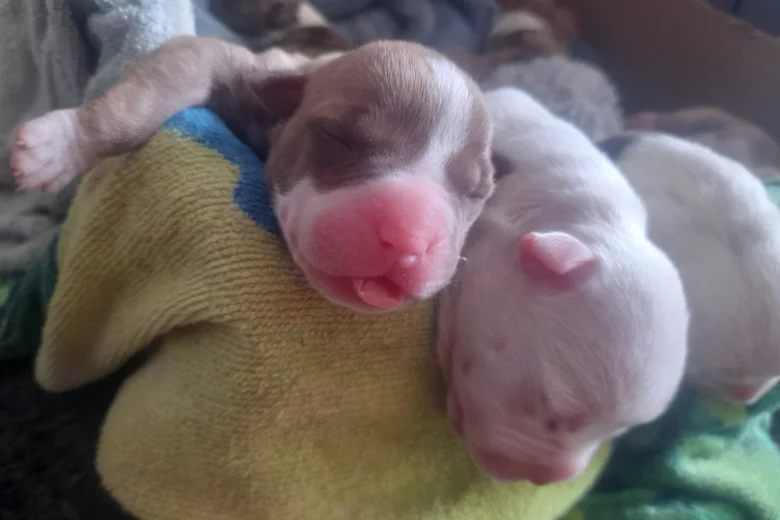 Alapaha Blue Blood Bulldog