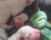 Alapaha Blue Blood Bulldog