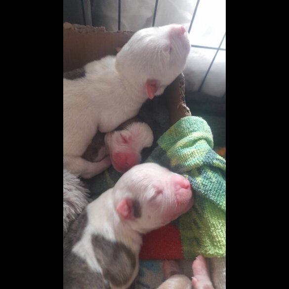 Alapaha Blue Blood Bulldog