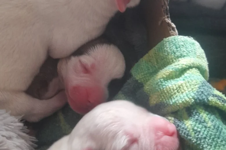 Alapaha Blue Blood Bulldog