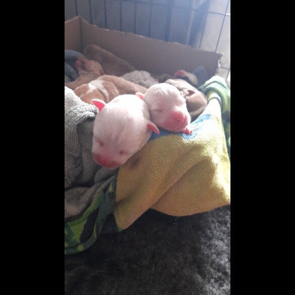 Alapaha Blue Blood Bulldog