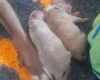 Alapaha Blue Blood Bulldog