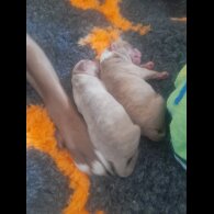 Alapaha Blue Blood Bulldog