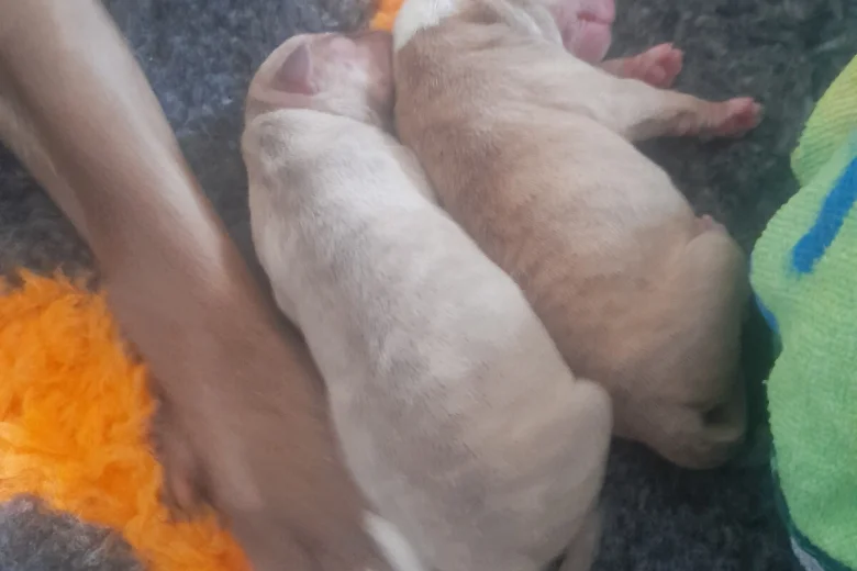 Alapaha Blue Blood Bulldog