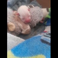 Alapaha Blue Blood Bulldog