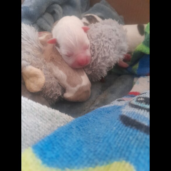 Alapaha Blue Blood Bulldog