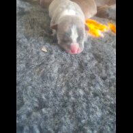 Alapaha Blue Blood Bulldog