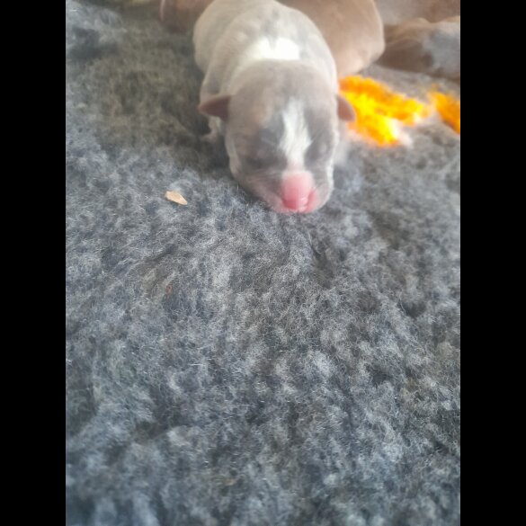 Alapaha Blue Blood Bulldog