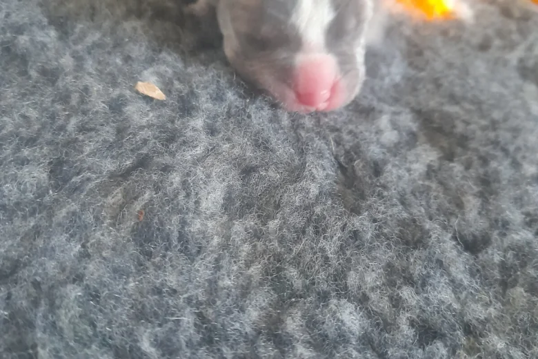 Alapaha Blue Blood Bulldog