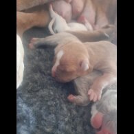 Alapaha Blue Blood Bulldog