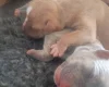 Alapaha Blue Blood Bulldog