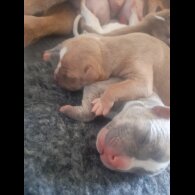 Alapaha Blue Blood Bulldog