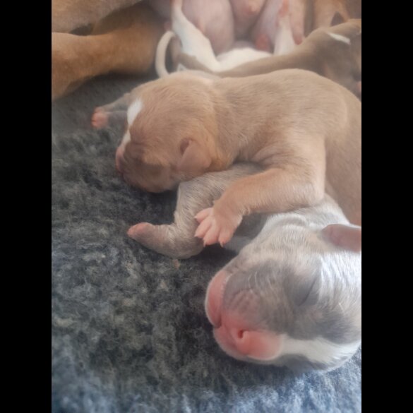 Alapaha Blue Blood Bulldog