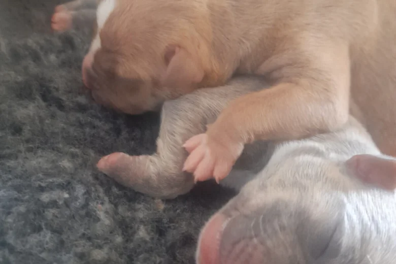 Alapaha Blue Blood Bulldog