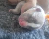 Alapaha Blue Blood Bulldog