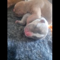 Alapaha Blue Blood Bulldog