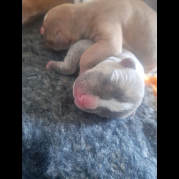 Alapaha Blue Blood Bulldog