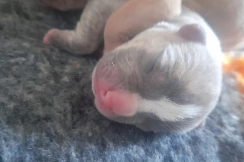 Alapaha Blue Blood Bulldog