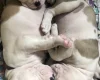 American Bulldog