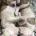 American Bulldog