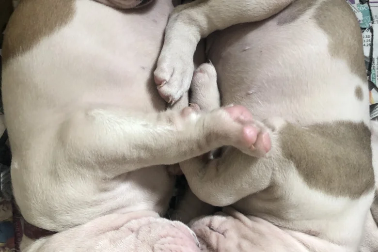 American Bulldog