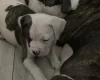 American Bulldog