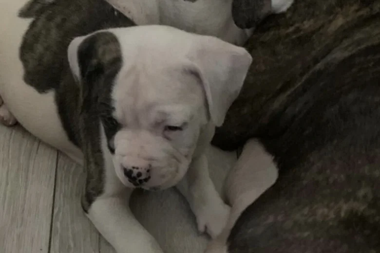 American Bulldog