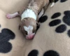 American Bulldog