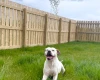American Bulldog