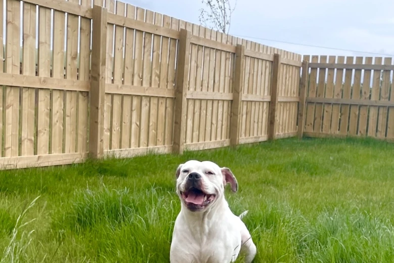 American Bulldog