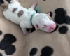 American Bulldog