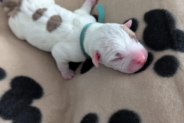 American Bulldog