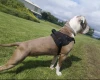 American Bulldog