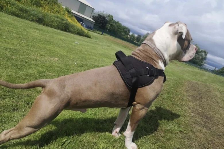 American Bulldog