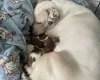 American Bulldog
