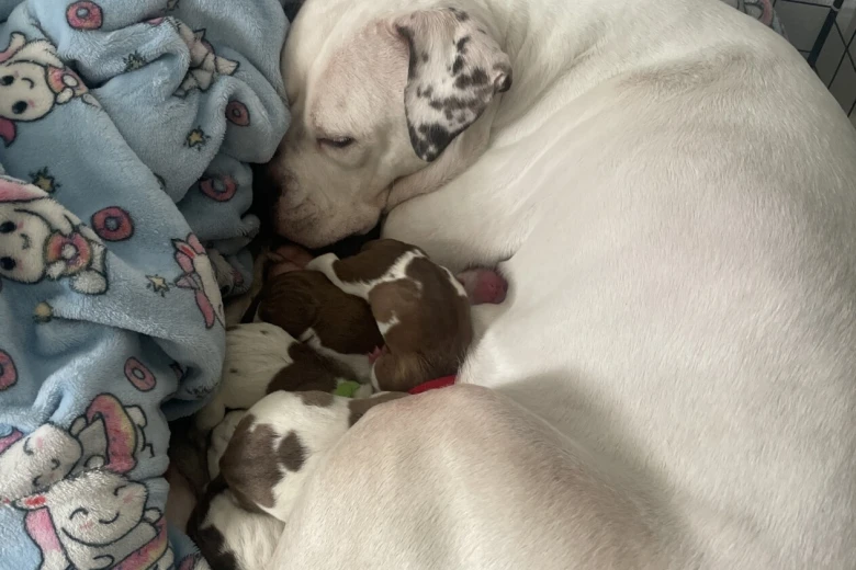 American Bulldog