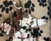 American Bulldog