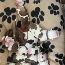 American Bulldog