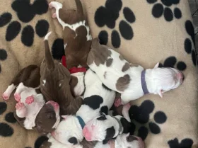 American Bulldog