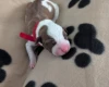 American Bulldog
