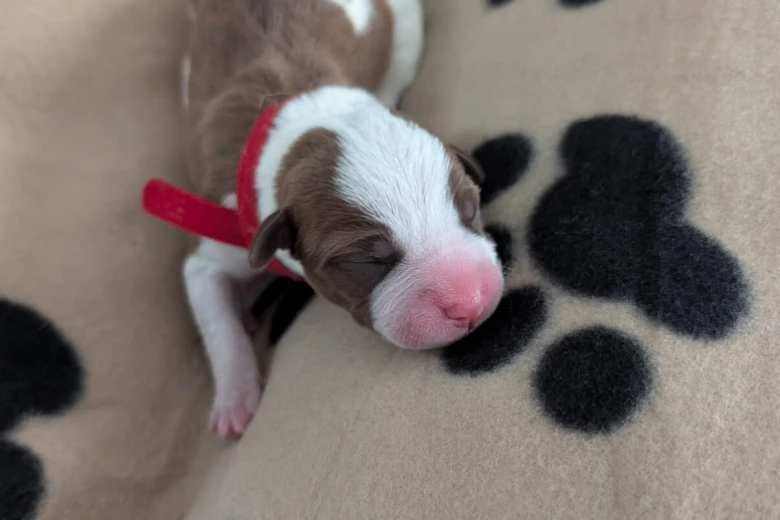 American Bulldog