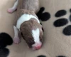 American Bulldog