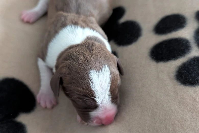 American Bulldog