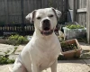 American Bulldog