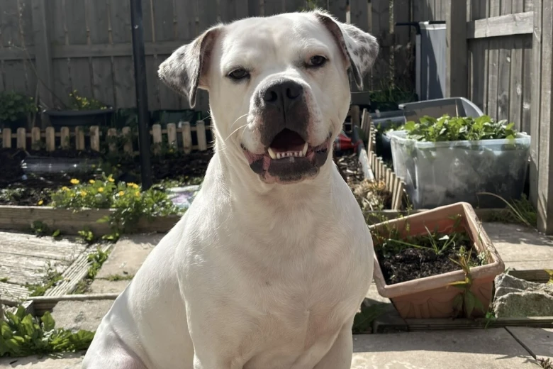 American Bulldog