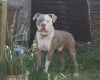 American Bulldog