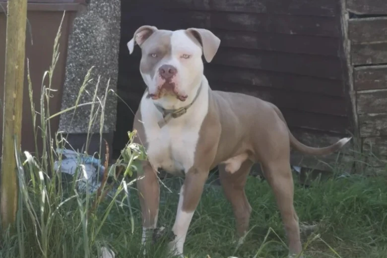 American Bulldog