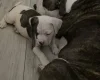 American Bulldog